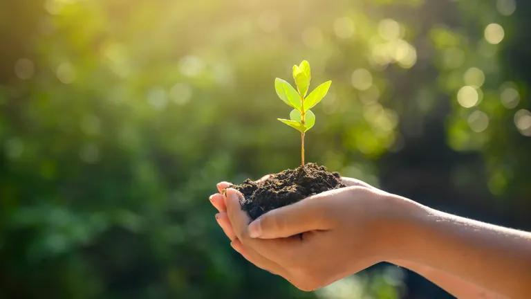 nővényt tartó tenyér