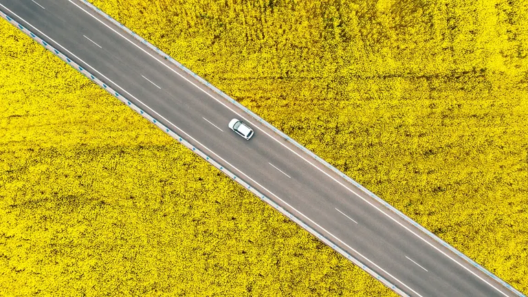 Fehér autó megy a virágzó repcemező közti aszfalt úton