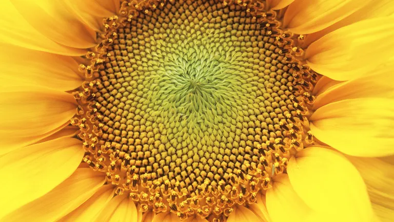 Napraforgó virága közelről